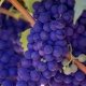 Vignobles et vins du Japon