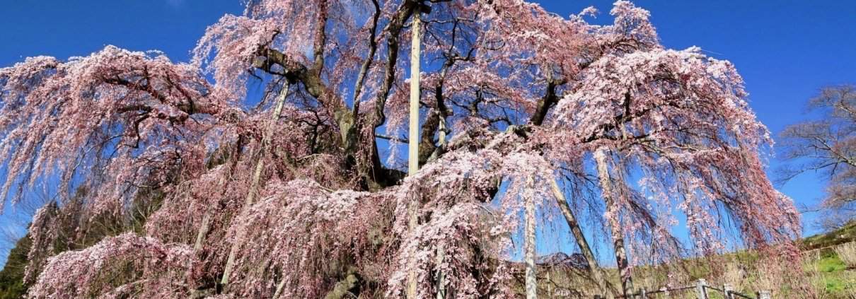 Sakura : les cerisiers en fleurs du Japon