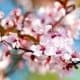 Yamazakura cherry blossom
