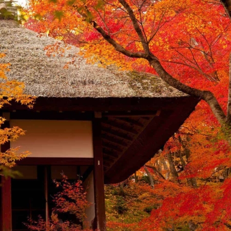 Koyo, l'automne au Japon