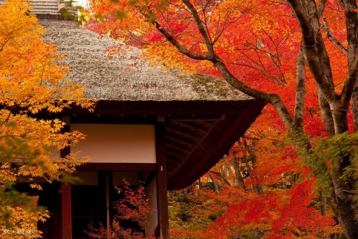 Koyo, l'automne au Japon
