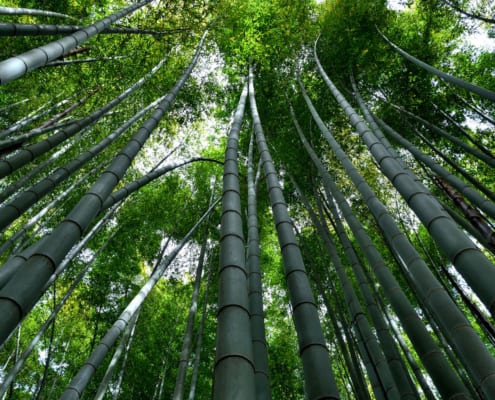 Forêt de bambou du temple Hokokuji