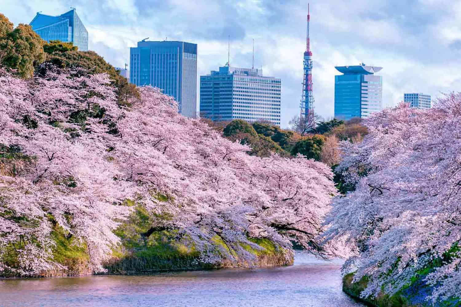 Cerisiers en fleurs à Tokyo 2024 avec un guide francophone Guide au Japon