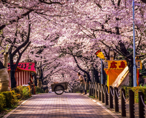 Cerisiers en fleurs du Cimetière d’Aoyama